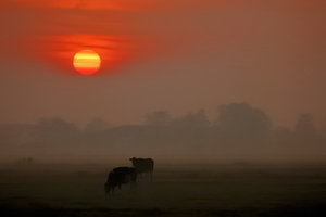 Ostfriesland bei sonnenuntergangElsfleth, Kühe 2 kontrastiert.jpg