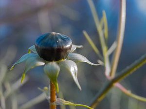 2011_11_14_X530_Balkon_Cosmeen_Knospe_PIMG0034_JPGooSPP2.jpg 2011_11_14_X530_Balkon_Cosmeen_Knospe_PIMG0034_JPGooSPP2.jpg