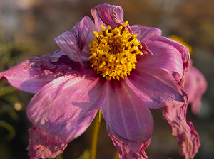 2011_11_14_X530_Balkon_Cosmeen_Frostbiss_PIMG0030_JPGooSPP2.jpg 2011_11_14_X530_Balkon_Cosmeen_Frostbiss_PIMG0030_JPGooSPP2.jpg