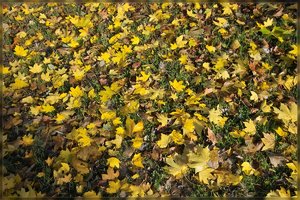 Herbst -SD10 - IMG09416.jpg