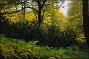 Herbst - SD14 - SDIM7499.jpg