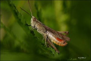 1200x600Grashüppercomp.jpg 1200x600Grashüppercomp.jpg