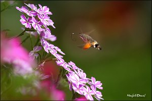 2009_08_08__Taubenschwänzchen_2.jpg 2009_08_08__Taubenschwänzchen_2.jpg