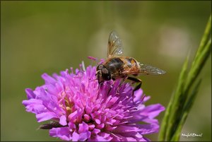 comp_Biene_1.jpg comp_Biene_1.jpg