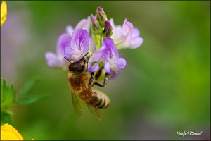 2009_08_09__Biene_3.jpg 2009_08_09__Biene_3.jpg