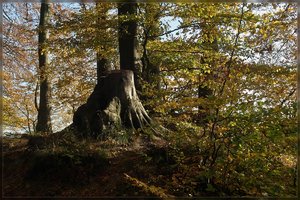 Herbst -SD15 - SDIM9562.jpg