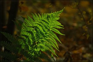 Herbst -SD15 - SDIM9476.jpg