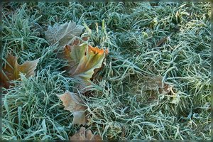 Herbst -SDIM9733.jpg