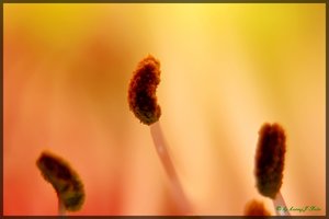 Amaray 4.jpg Amaray 4.jpg