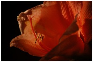 Amarylles 500 kbAmarilles 10001.jpg