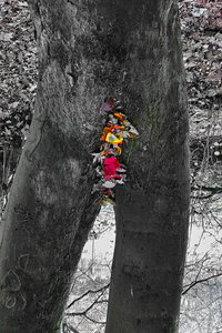 comp_SDIM7531_1 - Kopie.jpg