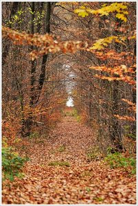 kammerforst2011 (3).JPG