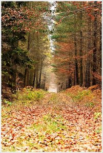 kammerforst2011 (4).JPG