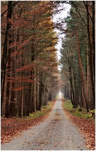 kammerforst2011 (8).JPG