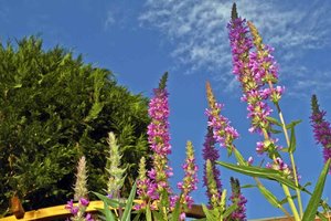 (2) Samsung EX 1.jpg