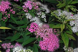 (3) Samsung EX 1.jpg