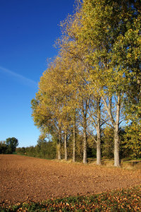 Baum 070 A58_16105.jpg