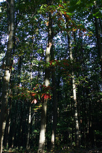 Wald 014 A58_24.jpg