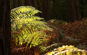 Wald 001 A3_1770.jpg