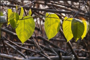 Herbst -SD10 - IMG09501.jpg