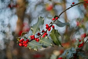 Yashinon-DS 1,9 50mm SDIM6126 Yashinon-DS 1,9 50mm (c) PPf.jpg