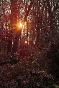 Yashinon-DS 1,9 50mm SDIM6149 Yashinon-DS 1,9 50mm (c) PPf.jpg