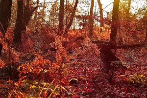 Yashinon-DS 1,9 50mm SDIM6158 Yashinon-DS 1,9 50mm (c) PPf.jpg