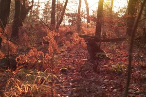 Yashinon-DS 1,9 50mm SDIM6158 alles auf Null (c) PPf.jpg