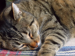 2011_11_28_A95_Rasdorf_Kater_Max_0004_1200pix.jpg