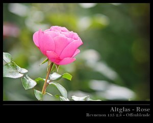 Rose 135 1 offen.jpg