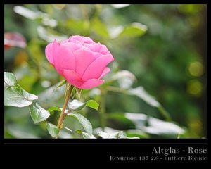 Rose 135 2 mitte.jpg