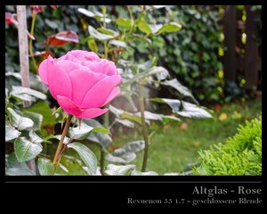 Rose 55 3 zu.jpg