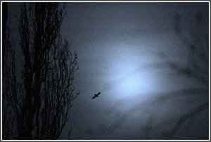 Novemberstimmung 500 kbHitchkock0001 bearbeitet.jpg