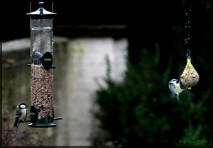 Meise 1 .jpg Meise 1 .jpg