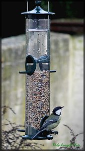 Meise 2.jpg Meise 2.jpg