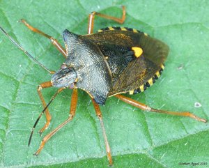 comp_Die Rotbeinige Baumwanze (Pentatoma rufipes).jpg