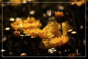 gelbe Aster 500 kbgelbe Aster 1.jpg