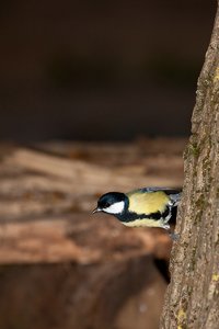 comp_1O5P7004.jpg comp_1O5P7004.jpg