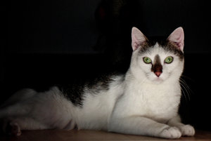 Chester Lying_sig_2000px.jpg