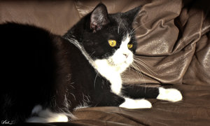 Maggie liegt_sig.jpg