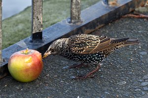 London Dezember 2011 (175).jpg