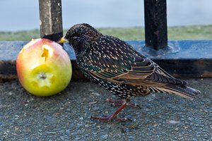 London Dezember 2011 (176).jpg