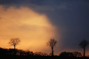 Bäume bei wechselndem Licht 500 kbBauer Diers Bäume 20001.jpg