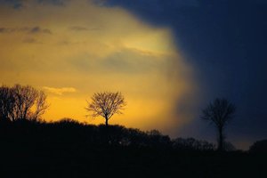 Bäume bei wechselndem Licht 500 kbBauer Diers nochmal 10001.jpg