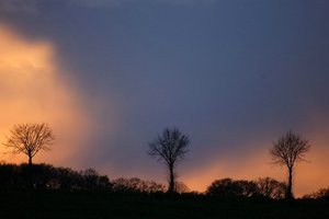 Bäume bei wechselndem Licht 500 kbBauer Diers nochmal30001.jpg