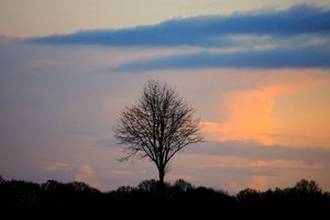 Bäume bei wechselndem Licht 500 kbBauer Diers nochmal40001.jpg