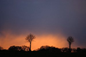 Bäume bei wechselndem Licht 500 kbBauer Diers nochmal50001.jpg