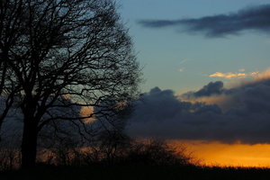 Bauer Diers Bäume 30001.JPG