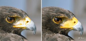 SDIM5561_Retusche (2).jpg