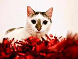 merry_x_mas_2011_with_chester_by_artelanas-d4jsf14.jpg